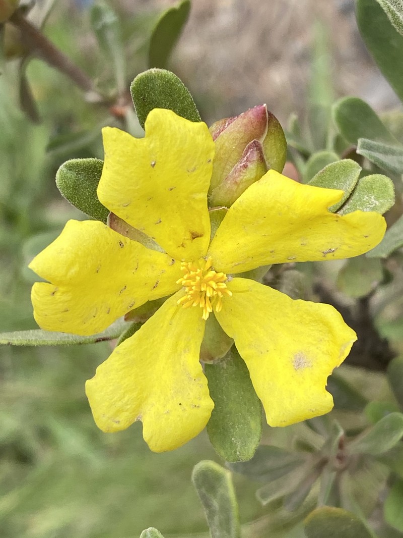 Hibbertia praemorsa photo 5