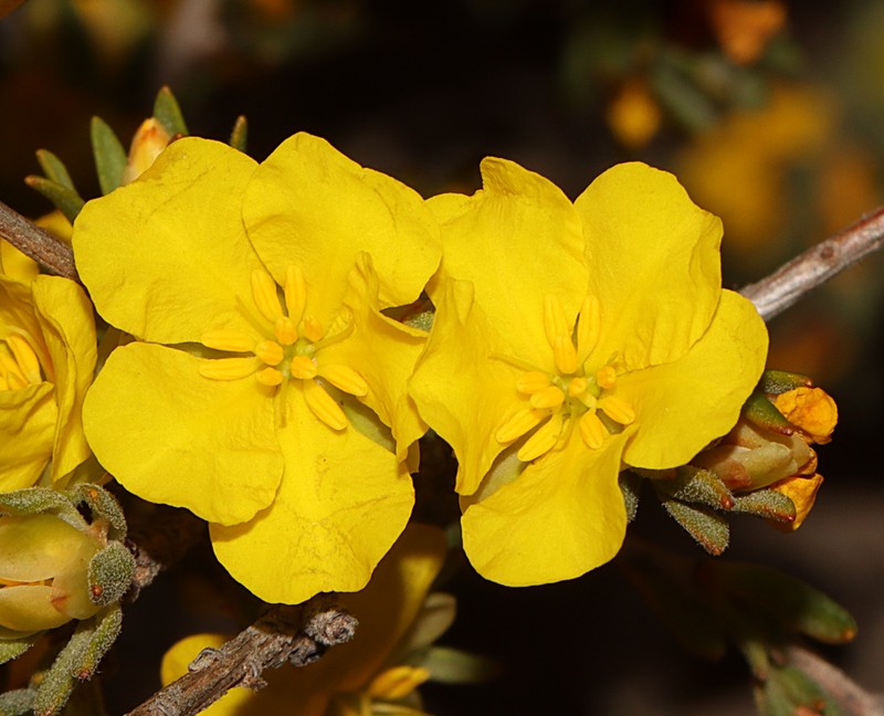 Hibbertia priceana photo 3