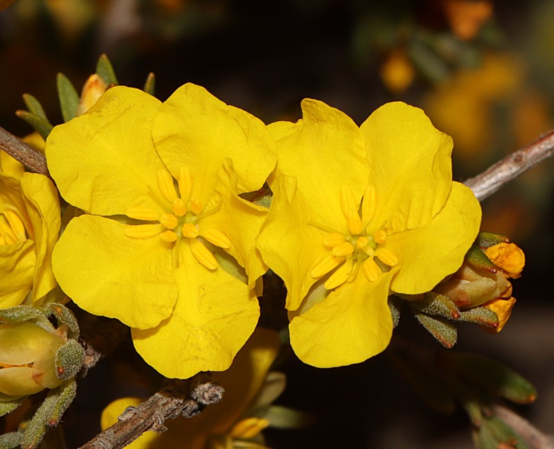 Hibbertia priceana photo 4
