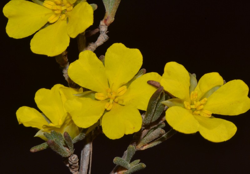 Hibbertia priceana photo 5