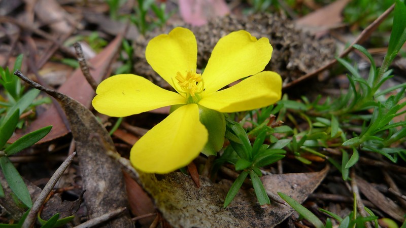 Hibbertia procumbens