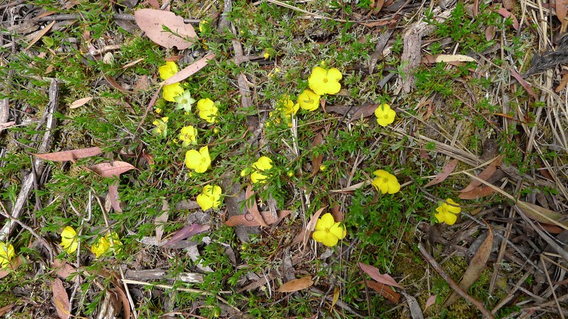 Hibbertia procumbens photo 2