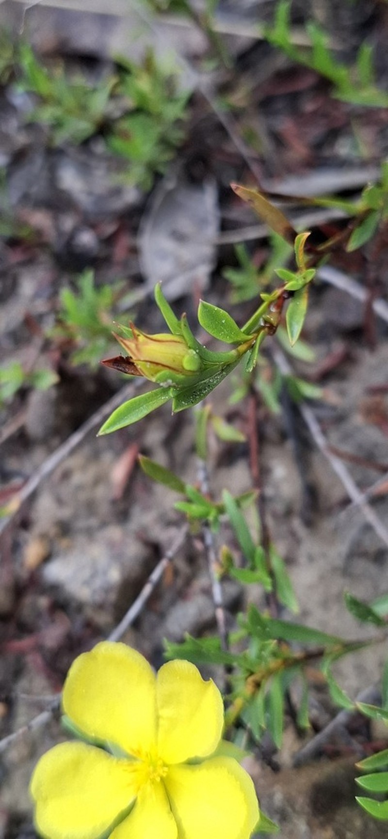 Hibbertia procumbens photo 3