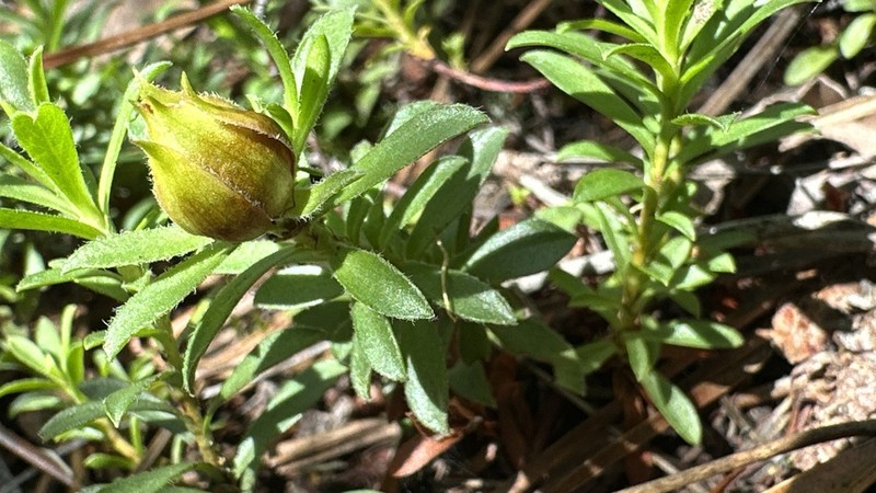 Hibbertia procumbens photo 4