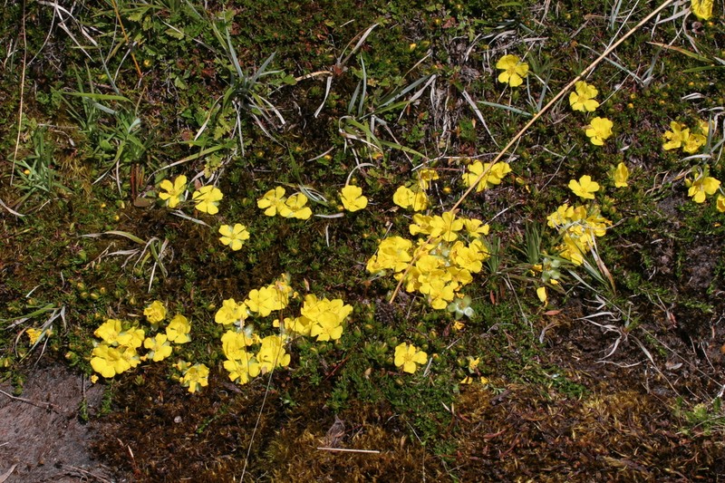 Hibbertia procumbens photo 5