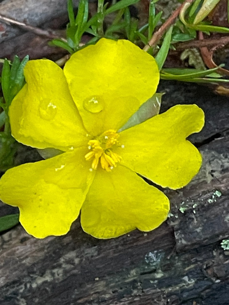 Hibbertia procumbens photo 6