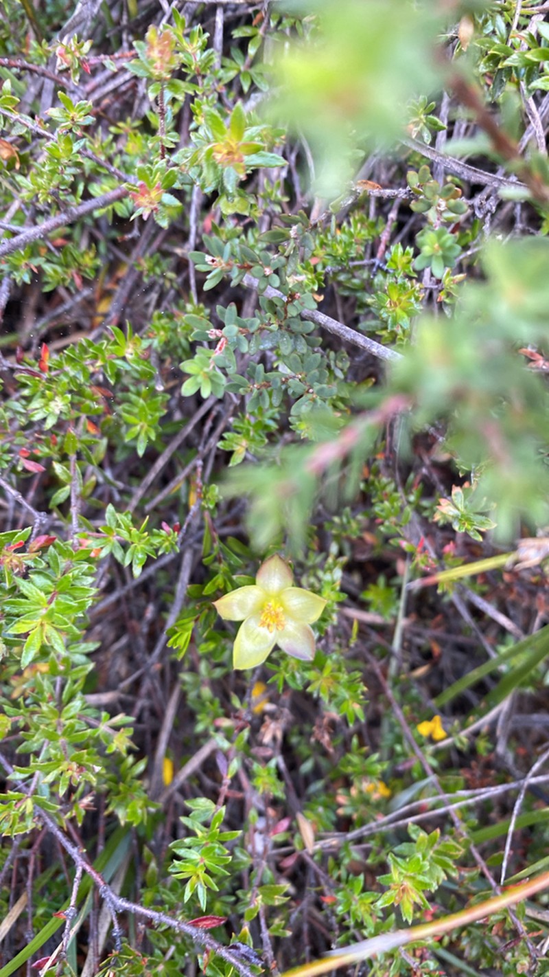 Hibbertia procumbens photo 7