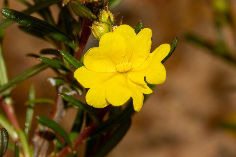 Hibbertia prolata