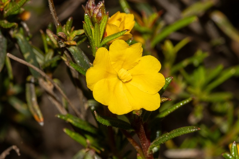 Hibbertia prolata photo 2