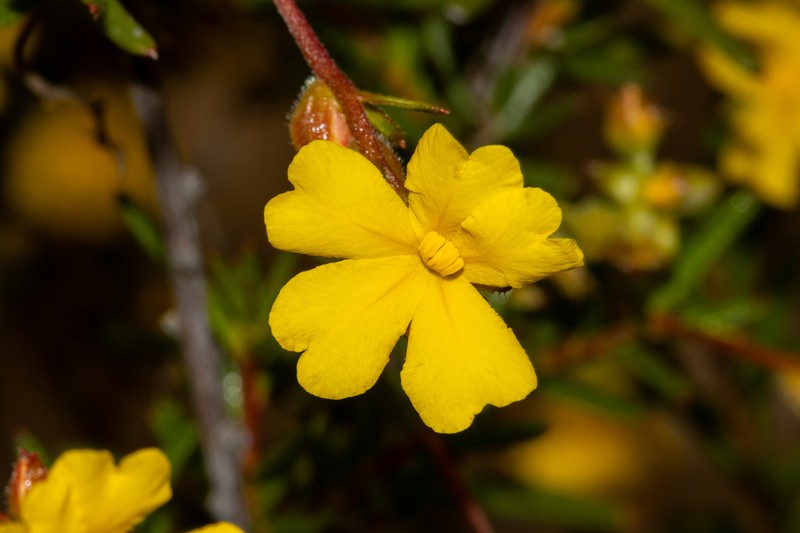 Hibbertia prolata photo 3