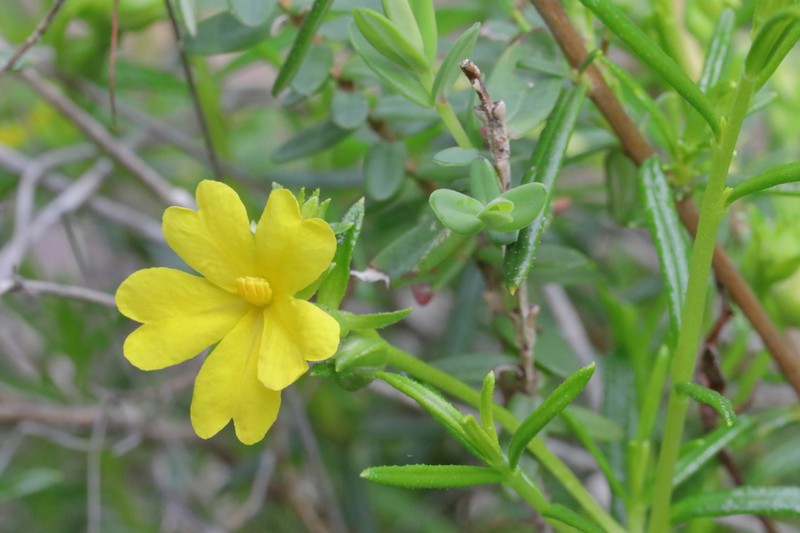 Hibbertia prolata photo 4
