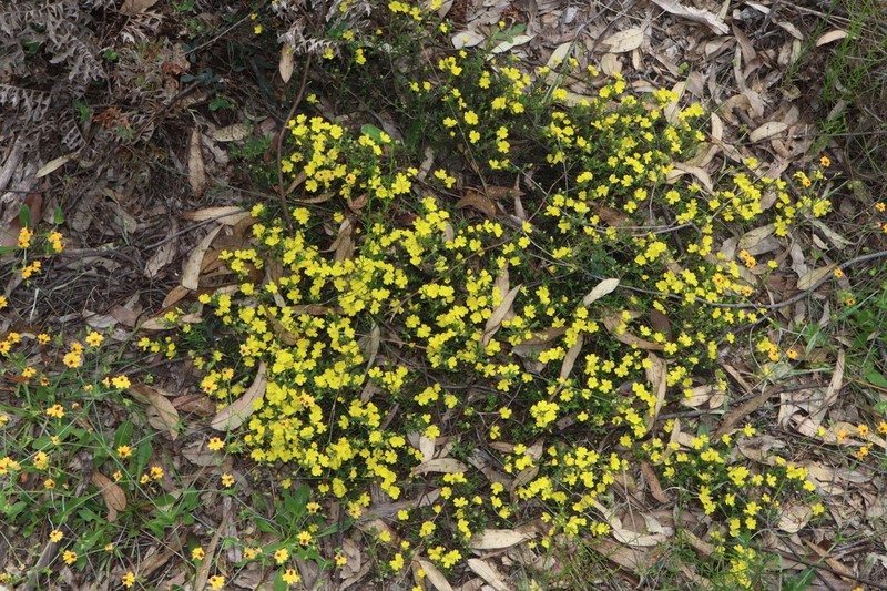 Hibbertia prolata photo 5