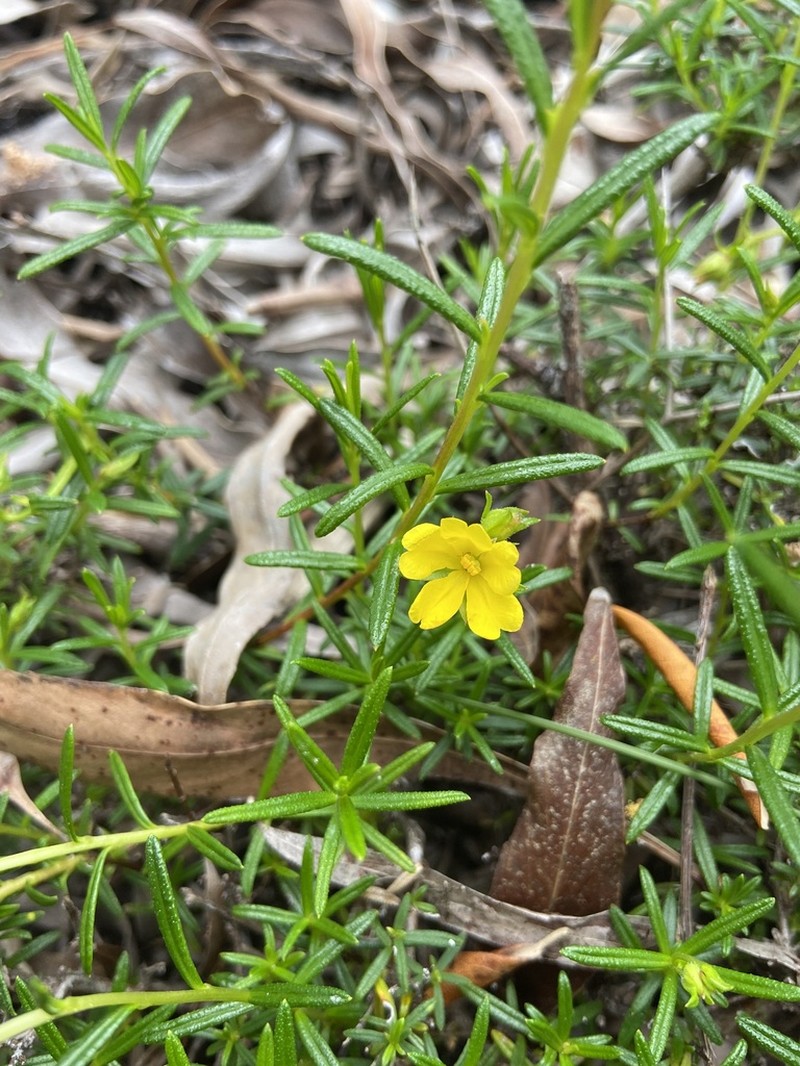 Hibbertia prolata photo 6