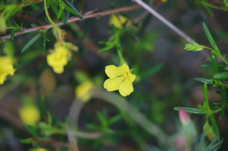 Hibbertia prolata photo 7
