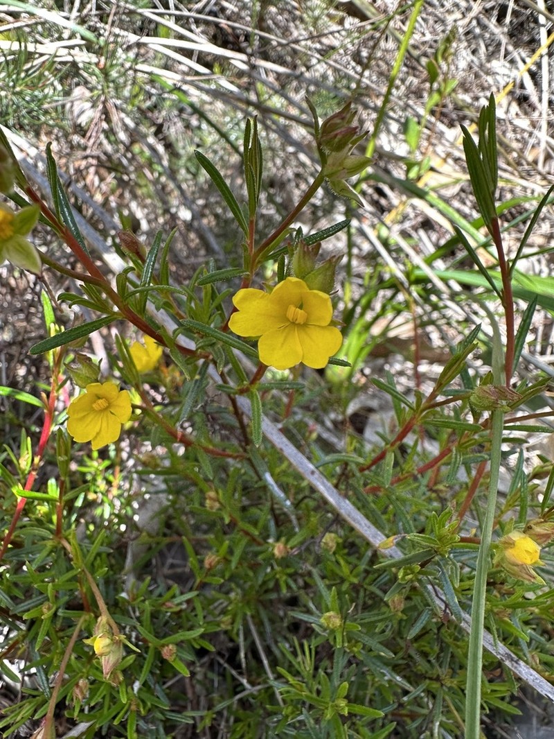 Hibbertia prolata photo 8