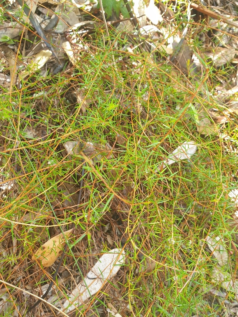 Hibbertia prorufa photo 3