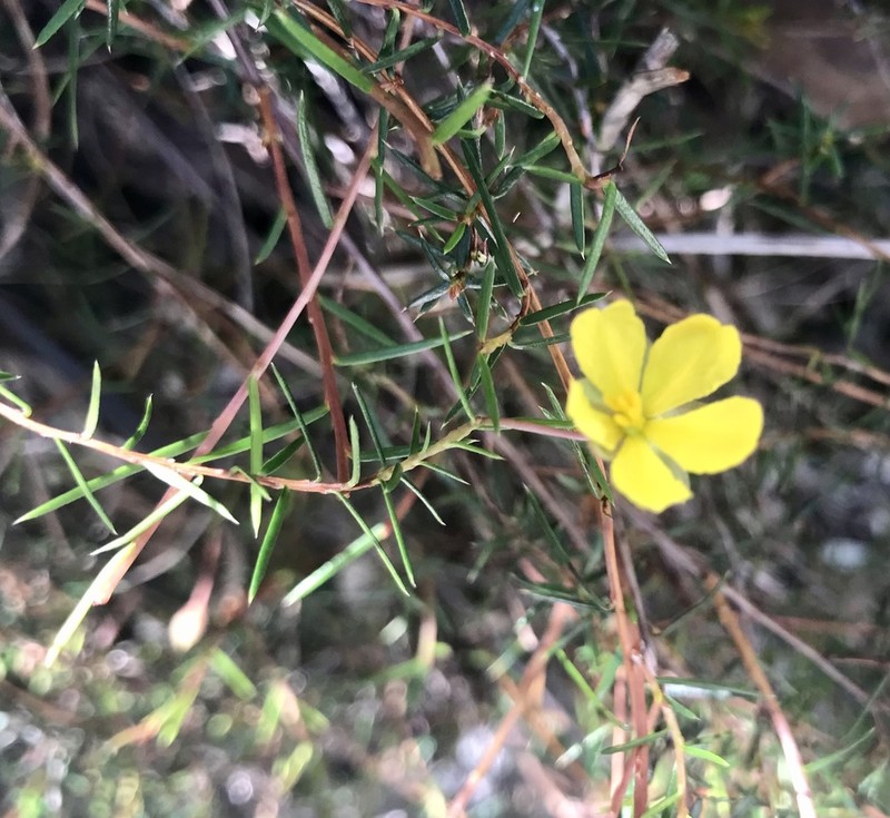 Hibbertia prorufa photo 5
