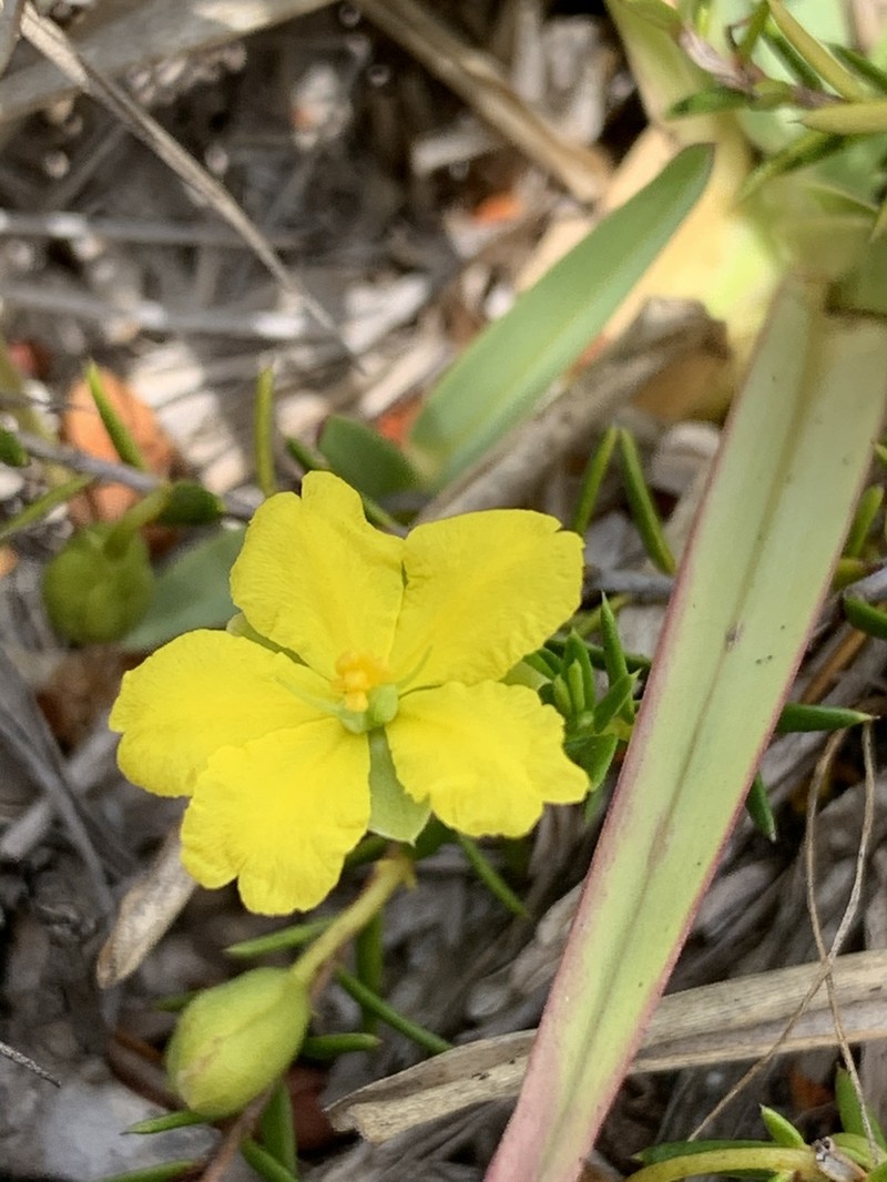 Hibbertia prorufa photo 6
