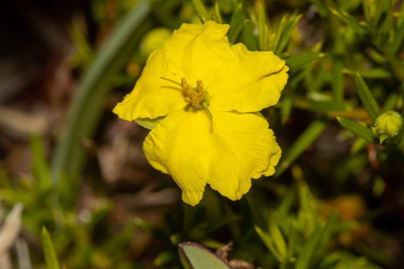 Hibbertia prorufa