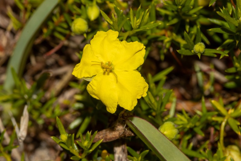 Hibbertia prorufa photo 7