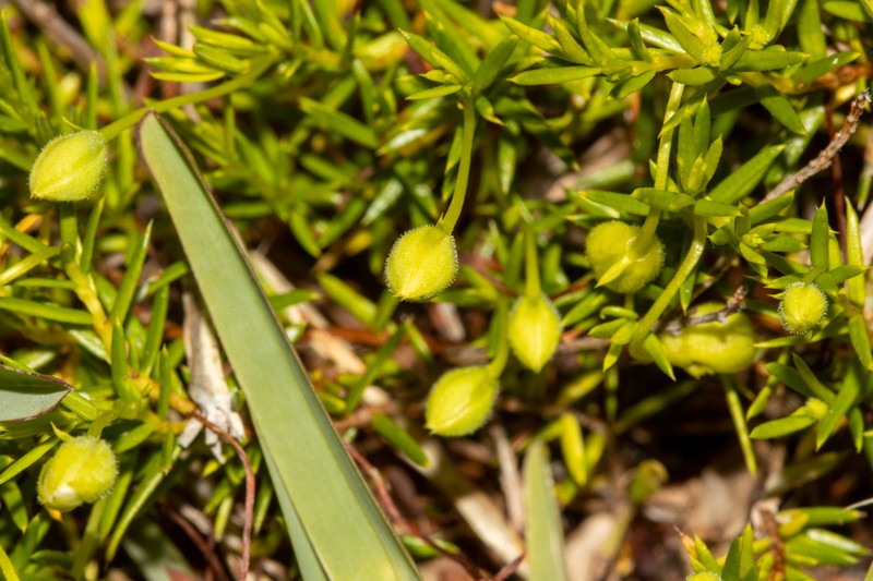 Hibbertia prorufa photo 8
