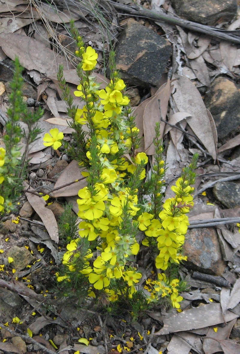 Hibbertia prostrata