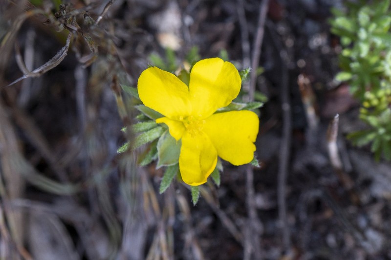 Hibbertia prostrata photo 2