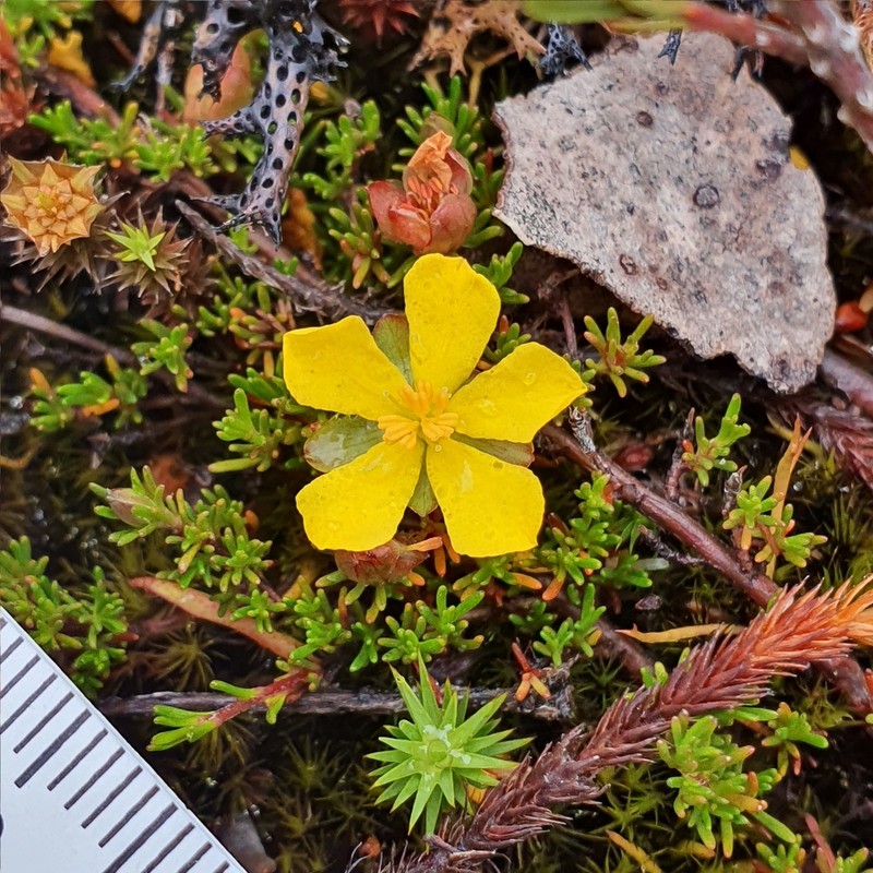 Hibbertia prostrata photo 3