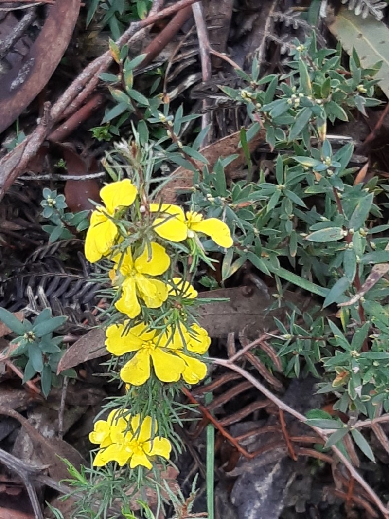 Hibbertia prostrata photo 4