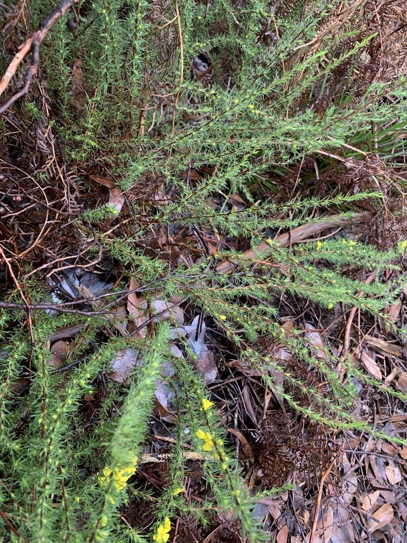 Hibbertia prostrata photo 5