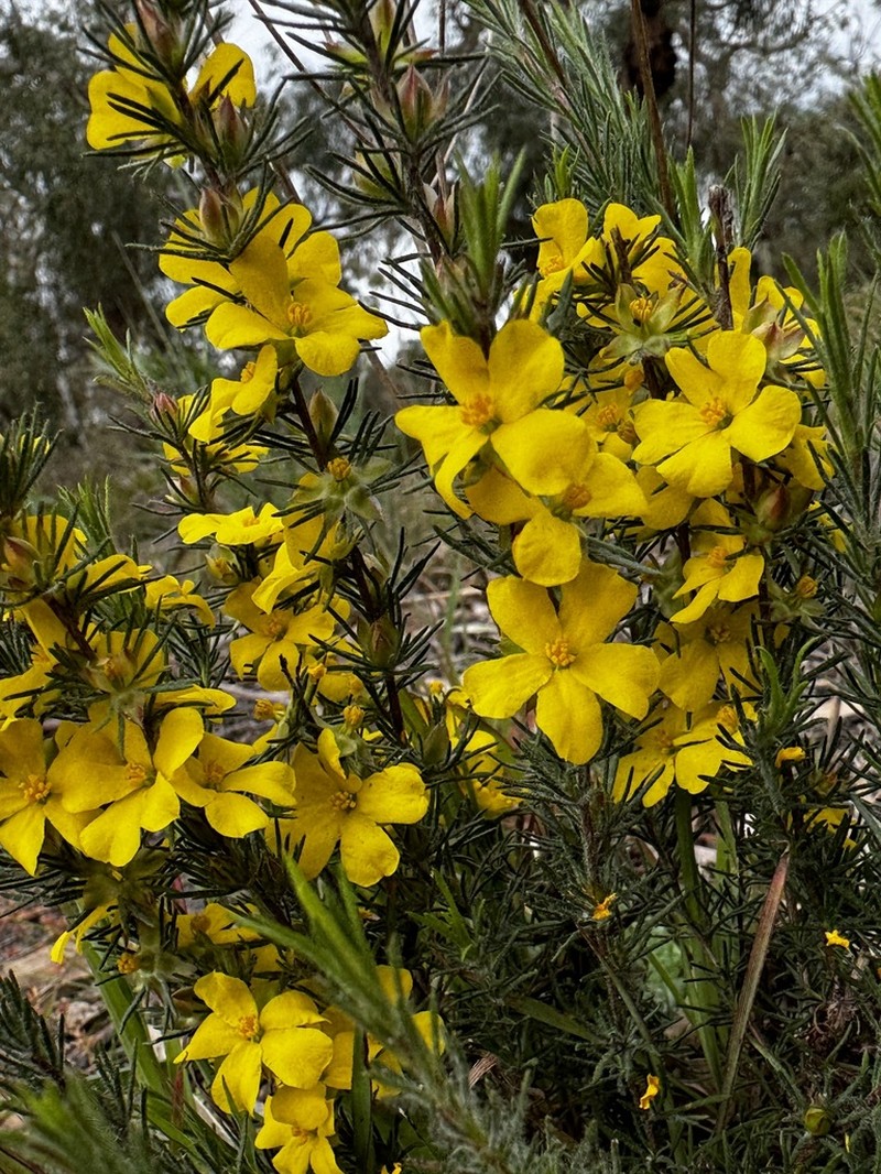 Hibbertia prostrata photo 6