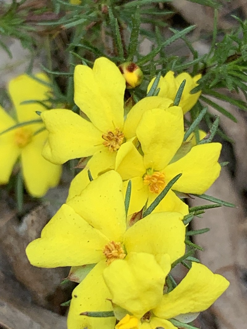 Hibbertia prostrata photo 7