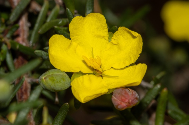 Hibbertia psilocarpa