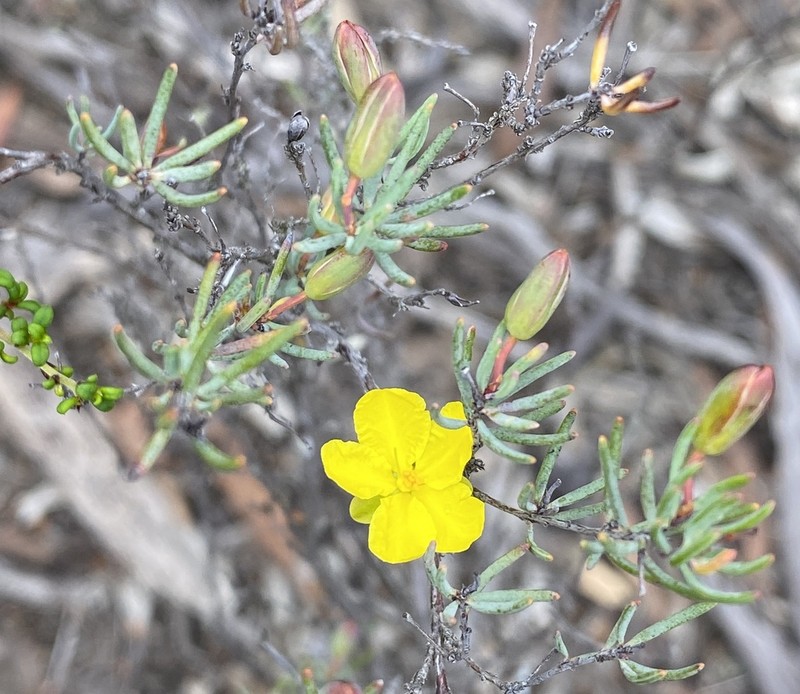 Hibbertia psilocarpa photo 2