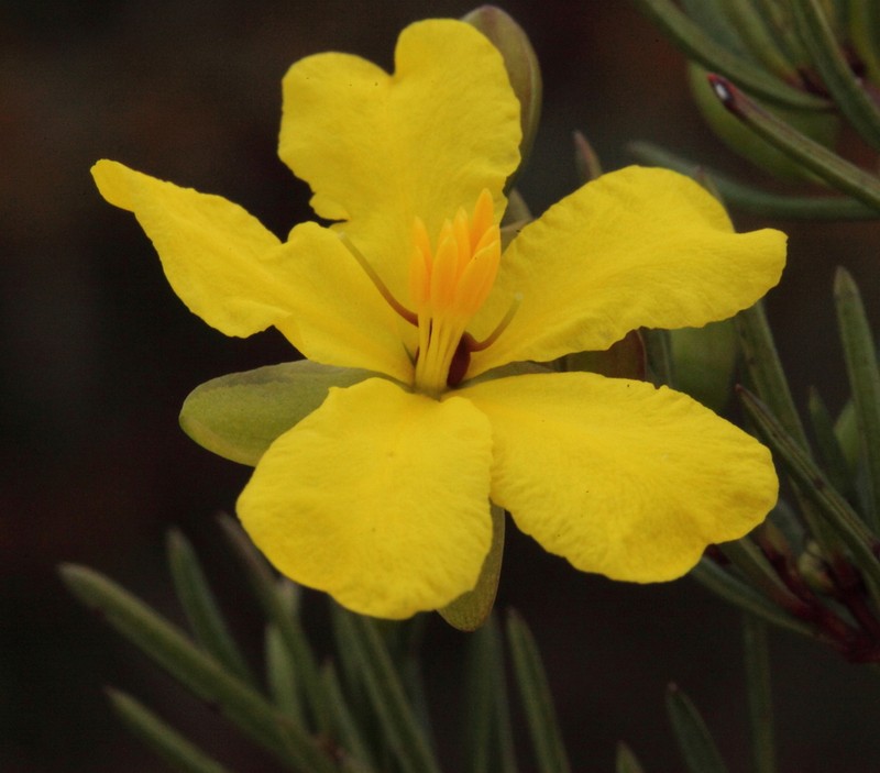Hibbertia psilocarpa photo 3