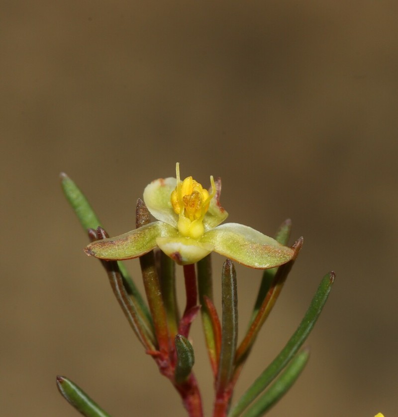 Hibbertia psilocarpa photo 4