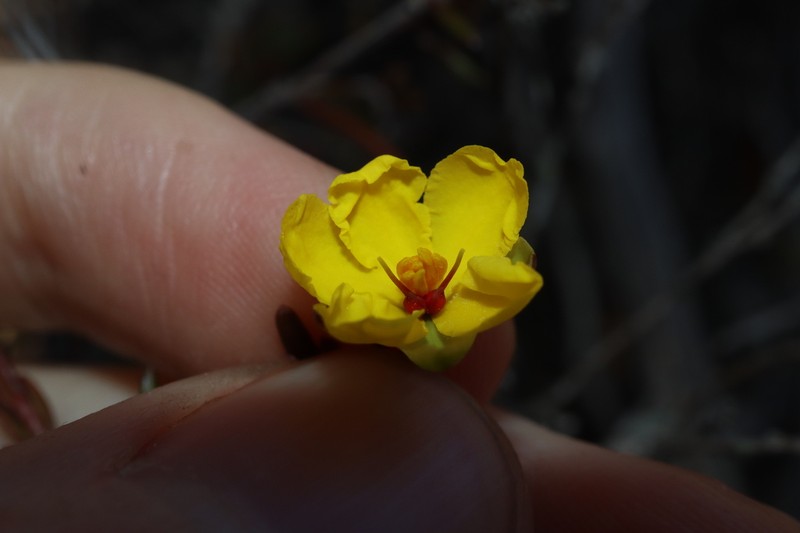 Hibbertia psilocarpa photo 5