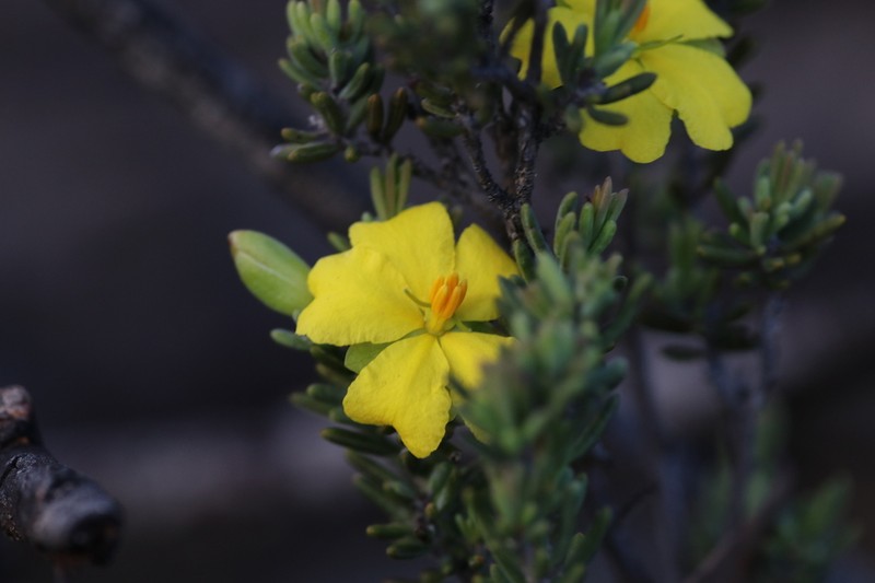 Hibbertia psilocarpa photo 6