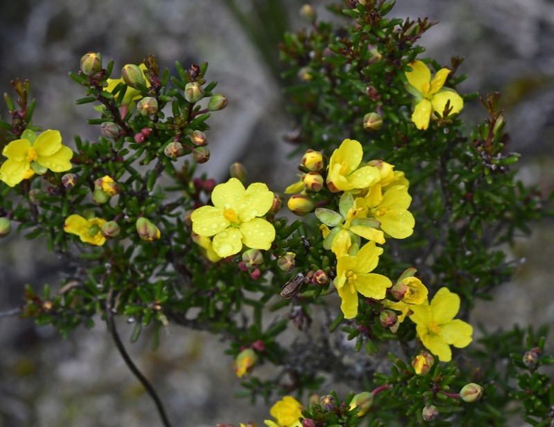Hibbertia psilocarpa photo 7