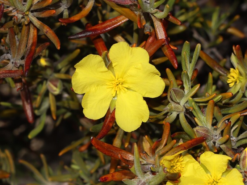 Hibbertia pubens
