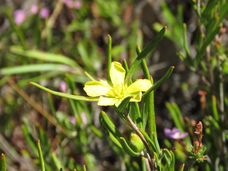 Hibbertia pubens photo 2