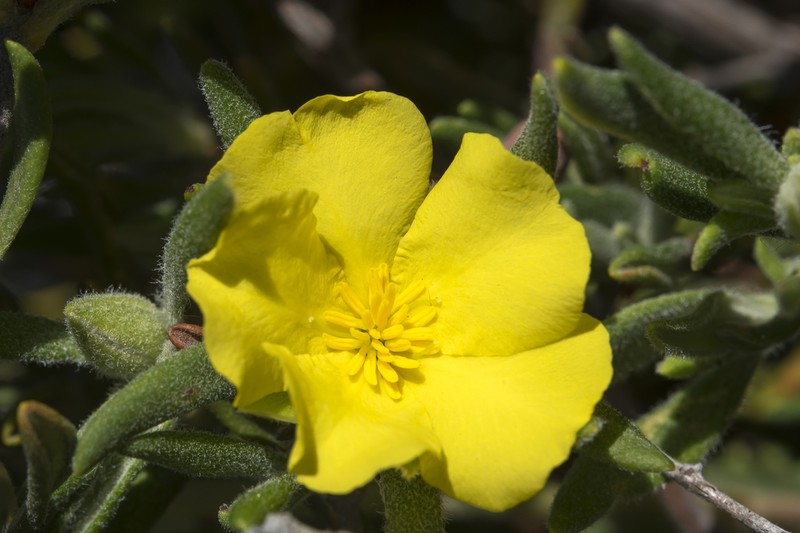 Hibbertia pubens photo 3