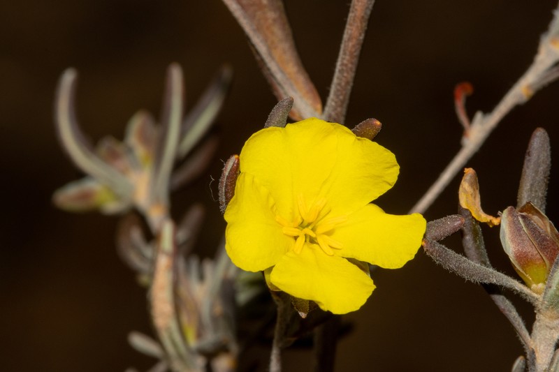 Hibbertia pubens photo 4
