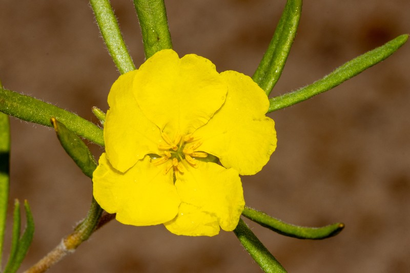 Hibbertia pubens photo 5