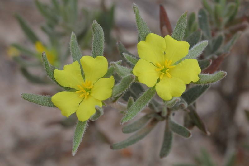 Hibbertia pubens photo 6
