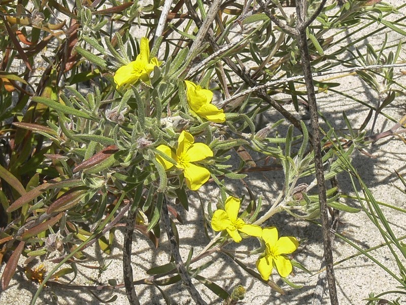 Hibbertia pubens photo 7