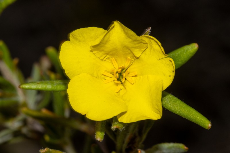 Hibbertia pubens photo 8