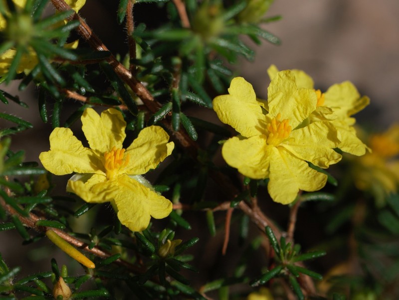 Hibbertia puberula