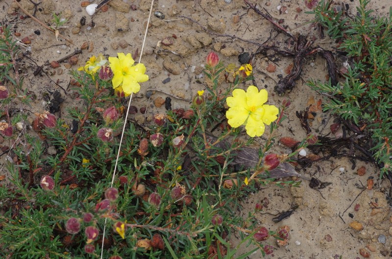 Hibbertia puberula photo 2