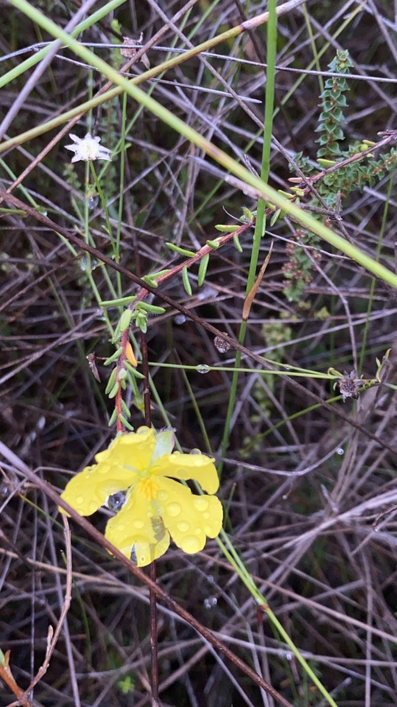 Hibbertia puberula photo 3
